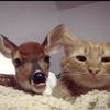 junippwe